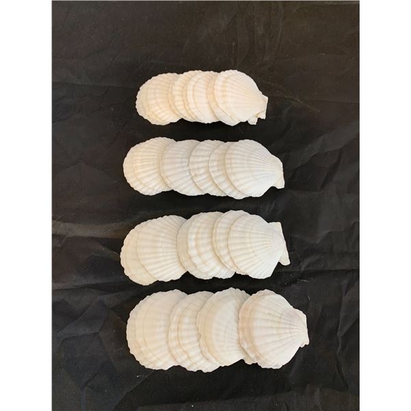 Scallop Shells for Crafts 4" to 5" 20 Pack