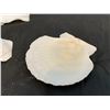 Image 3 : Scallop Shells for Crafts 4" to 5" 20 Pack