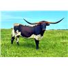 Image 1 : Bubba's Gypsy Skye TK