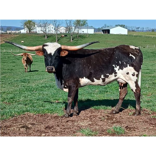 SDR Long Barbara