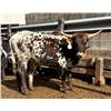 Image 1 : Hubbells Daisy Duke