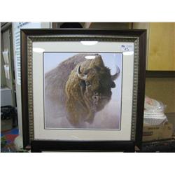 Framed Print 'bison' By Robert Bateman