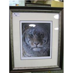 Framed Print 'tiger' By Robert Bateman