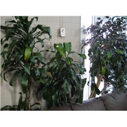 Lot Of Assorted Plants