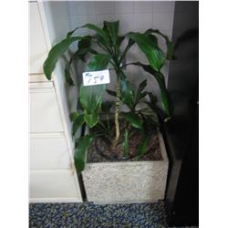 Plant With Aggregate Base