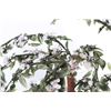 Image 3 : VINTAGE GLASS CARVED BONSAI TREE W/ POT