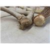 Image 2 : Shed Antlers 