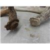 Image 8 : Shed Antlers 