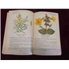 Image 8 : Lovely Book 'Wild Flowers at a Glance' by M.C. Carey and 