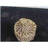 Image 3 : Vintage First Nations Native Woven Pine Needle Lidded 
