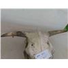 Image 2 : Bovine Skull 