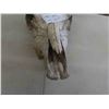 Image 4 : Bovine Skull 
