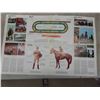 Image 8 : 3 Press Photos of the Horse  1984,