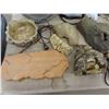 Image 2 : Terrarium Supplies: Heat Lamp, Heated Rocks, Décor & More 