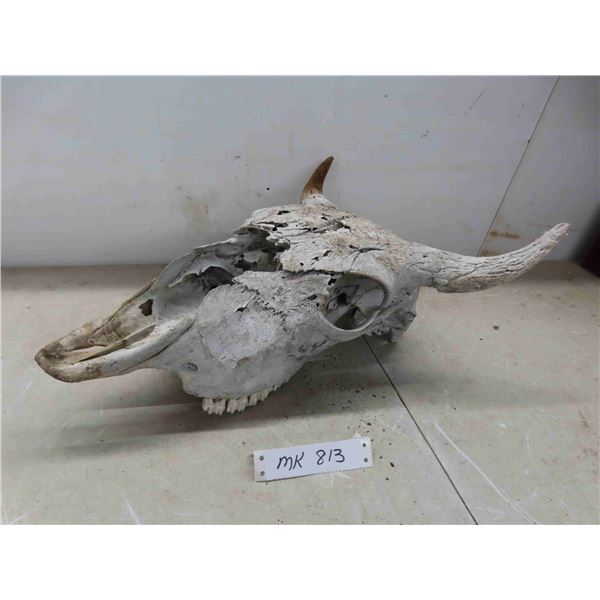 Bison Skull 14" Horn Spread 19" Nose to Horn 