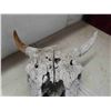 Image 3 : Bison Skull 14" Horn Spread 19" Nose to Horn 