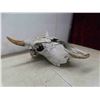 Image 4 : Bison Skull 14" Horn Spread 19" Nose to Horn 