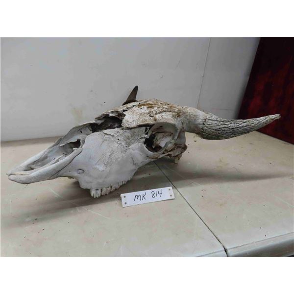 Bison Skull 21" Horn Spread 22" Nose to Horn