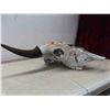 Image 3 : Bison Skull 21" Horn Spread 22" Nose to Horn