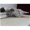 Image 4 : Bison Skull 21" Horn Spread 22" Nose to Horn