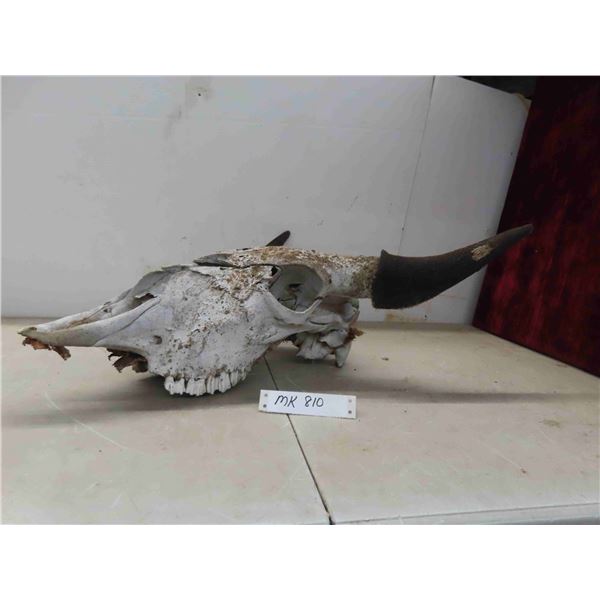 Bison Skull 14" Horn Spread 19" Nose to Horn 
