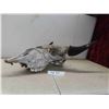 Image 1 : Bison Skull 14" Horn Spread 19" Nose to Horn 