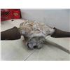 Image 2 : Bison Skull 14" Horn Spread 19" Nose to Horn 