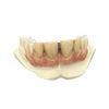 Image 1 : Mortdecai (2015) - Mortdecai (Johnny Depp) Teeth Appliance On Dental Cast