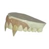 Image 2 : Dark Shadows (2012) - Barnabas (Johnny Depp) Teeth Appliance