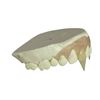 Image 3 : Dark Shadows (2012) - Barnabas (Johnny Depp) Teeth Appliance
