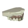 Image 2 : Alice in Wonderland (2010) - The Mad Hatter (Johnny Depp) Teeth Appliance
