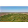 Image 11 : 167.4 +/- Acres of Kearny Co, KS Dryland