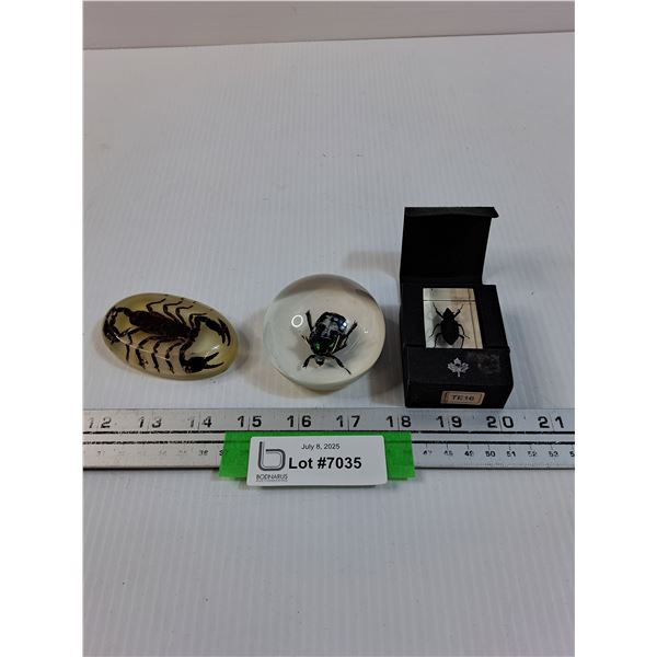 (3) Encapsulated Bug/Insect Paper Weights: Assorted