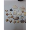 Image 4 : Salt Lamp, Assorted Shells - As Is