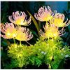 Image 1 : Juanstar 2-Pack Solar Garden Lights, Flower Shape, Pink