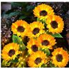 Image 1 : JUANSTAR Solar Flower Lights, Yellow Sunflower Garden Lights, Waterproof, Solar-Powered Pack of 2