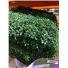 Image 3 : Golden Select Artificial Hedge Wall Panel With Lights, 1 m x 1 m, Model 1773676