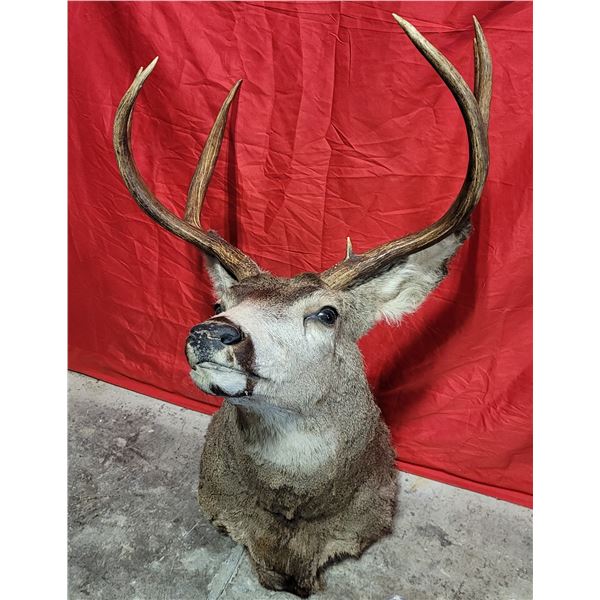 Large Mule Deer Taxidermy Mount