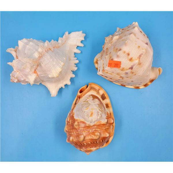 3 Conch Shells (One Hand-Carved w/ Design)