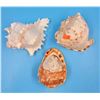 Image 1 : 3 Conch Shells (One Hand-Carved w/ Design)