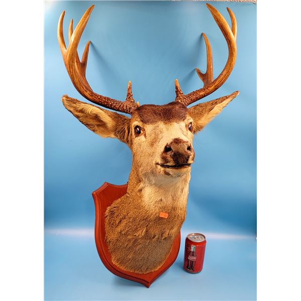 Taxidermy Deer Mount