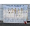 Image 1 : Acupuncture Diagram Poster