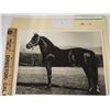 Image 1 : Harness Racing, Horse Sharpie From Lake Deleware Farm, Delhi, New York, 1 Photo
