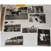 Image 2 : Harness Racing, Horses Of Showplace Farm, 12 Photos