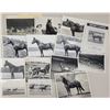 Image 1 : Harness Racing, Various Horses, Sugar Hill Farm, Approx. 14 Photos
