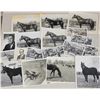Image 1 : Harness Racing, Various Horses, Pine Hollow Stud Farm, Approx. 18 Photos