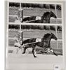 Image 1 : Harness Racing, Featuring Horse Bio Starlet, Greenwood Raceway, 2 Photos