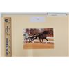 Image 1 : Harness Racing, Featuring Horse Raindance, 1 Photo