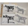Image 1 : Harness Racing, Horses Of Stoney Hill Farm, 4 Photos