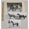 Image 1 : Harness Racing, Horses From Success Acres, 4 Photos